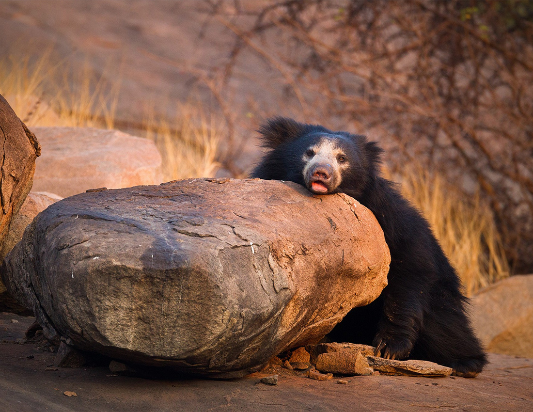 Daroji Sloth Bear Sanctuary